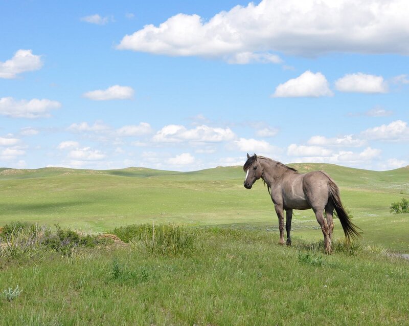 Gray Horse in Field — Green, Serene