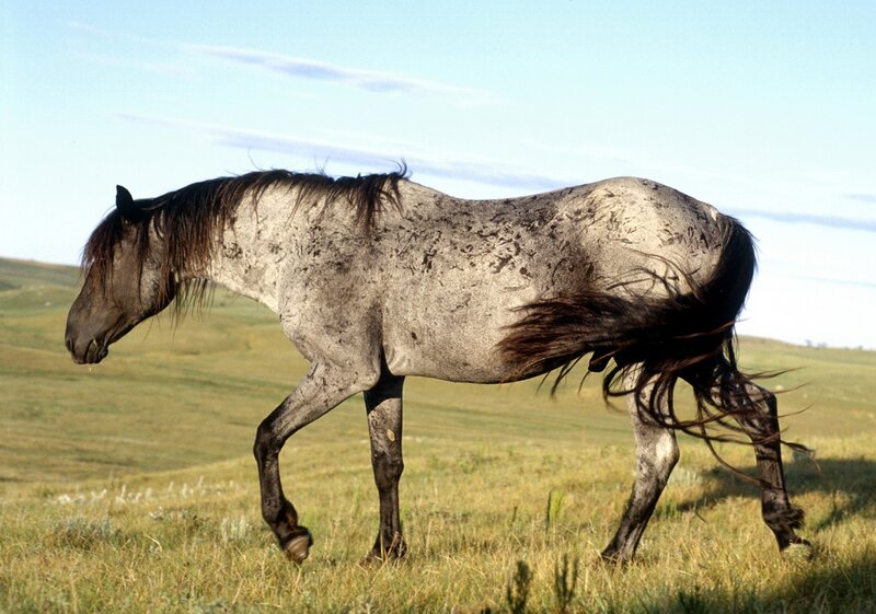 Gray Horse in Field — Green
