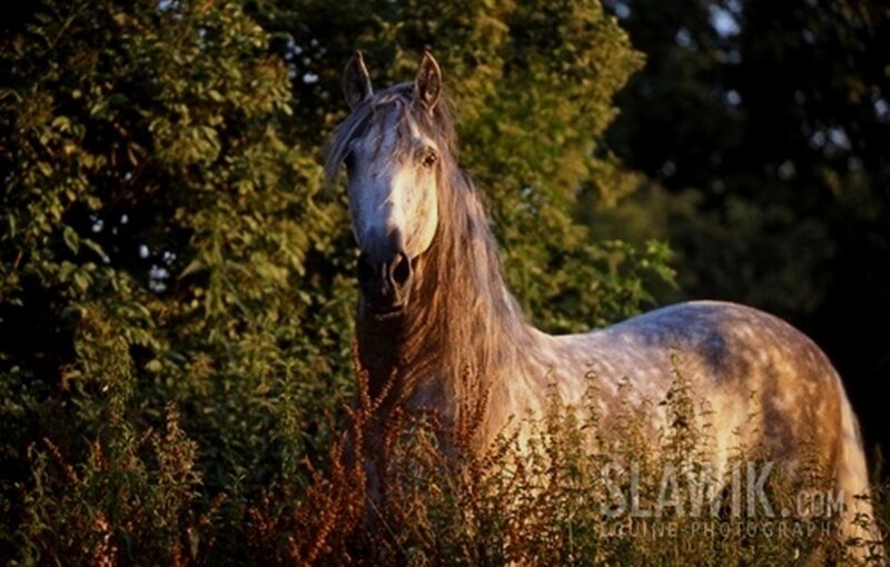 Gray Horse in Field — Serene