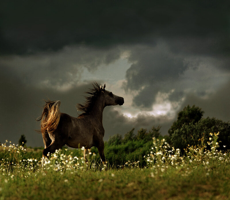 Gray Horse in Field
