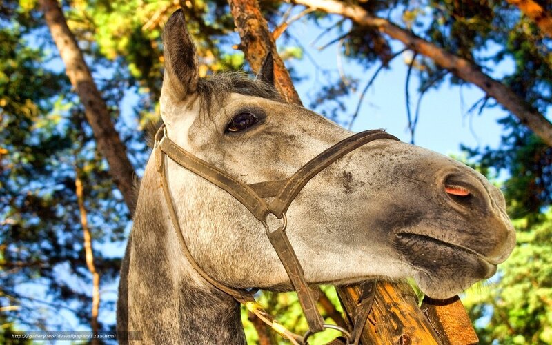 gray horse in forest