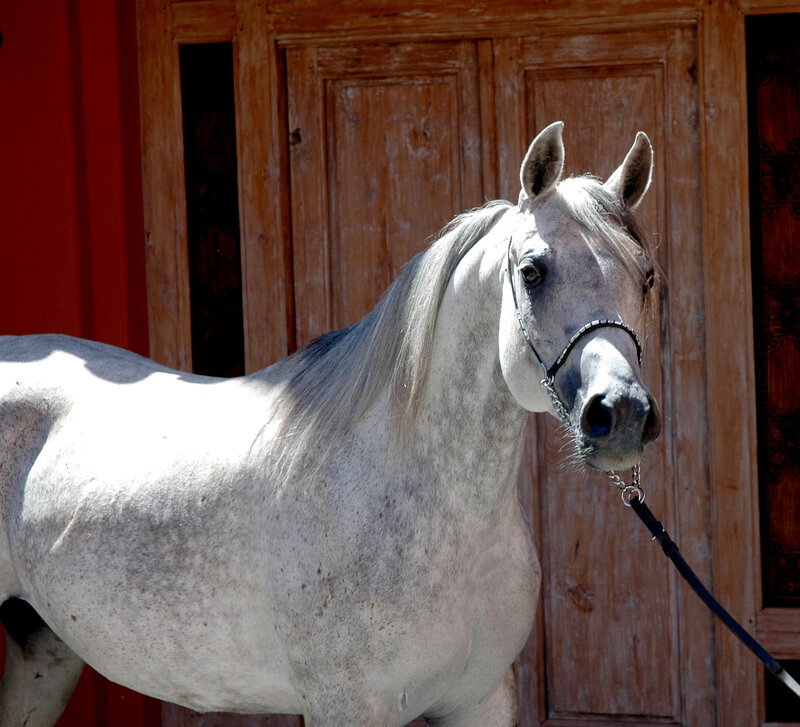 gray horse in front of wooden door
