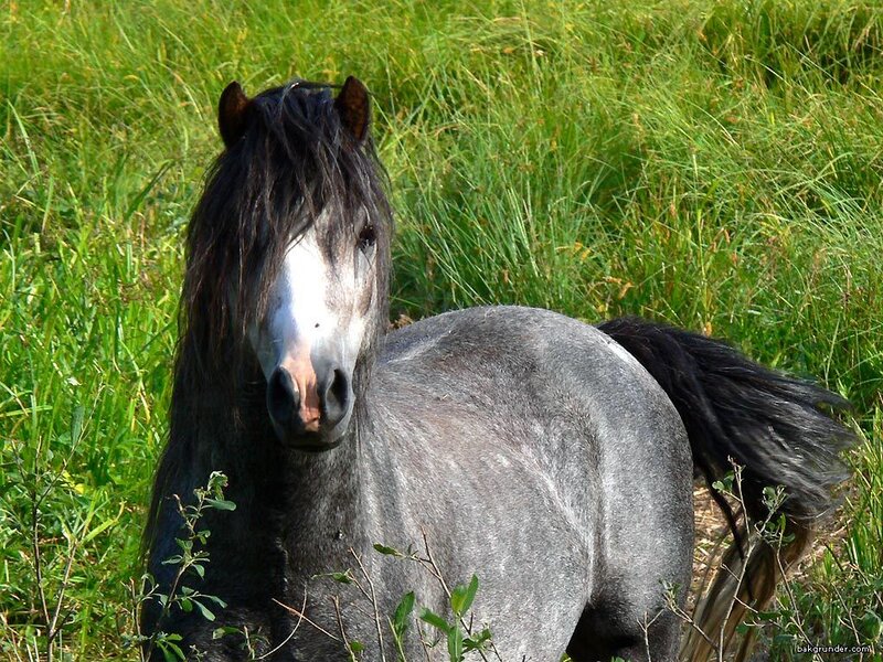 Gray Horse in Grass