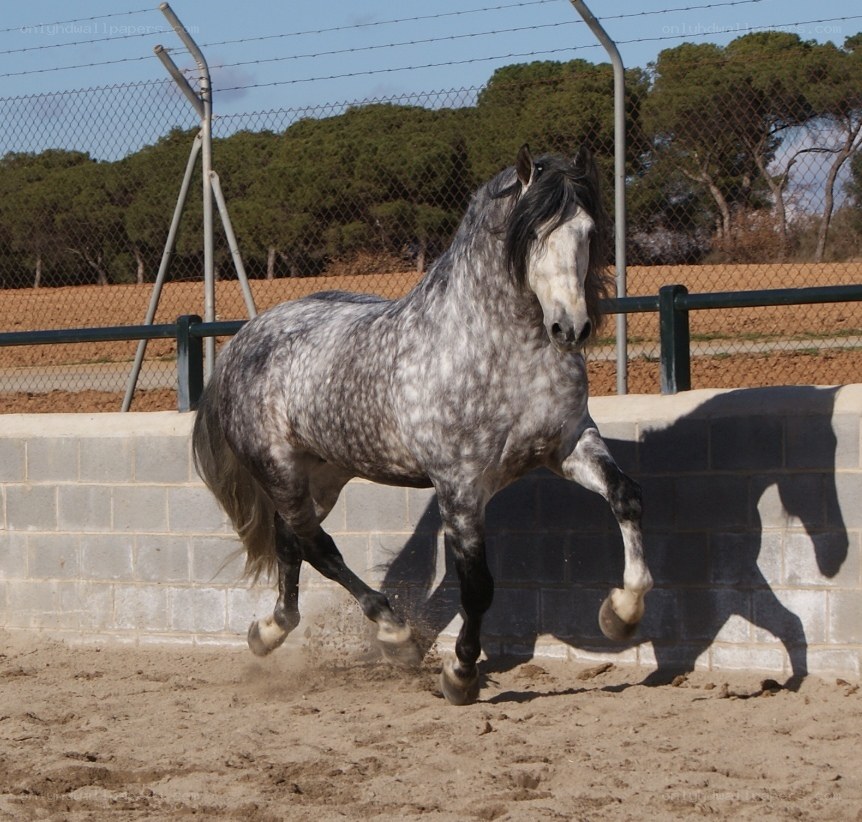 gray horse in motion