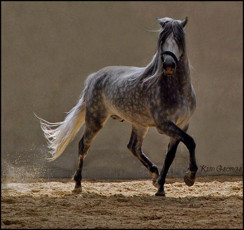 gray horse in motion