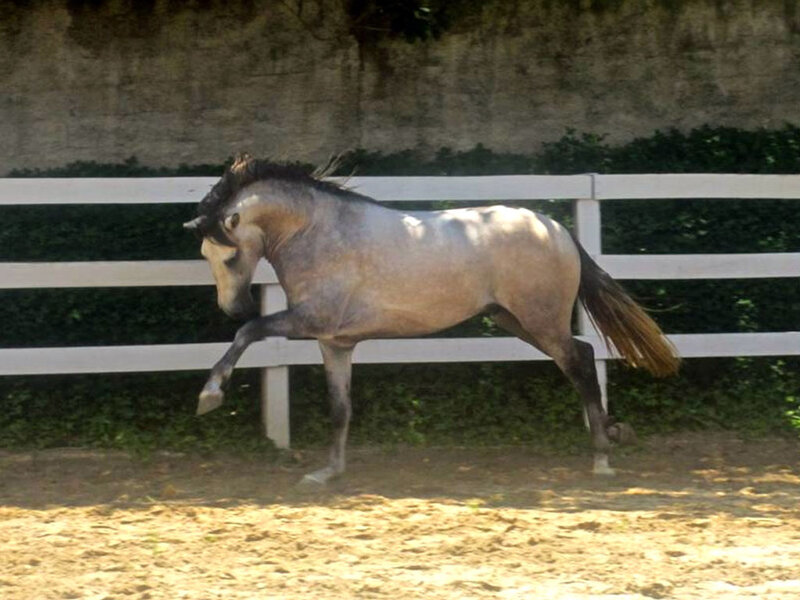 Gray Horse in Motion — Active