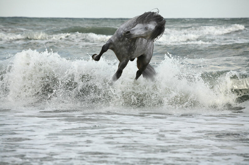 Gray Horse in Ocean