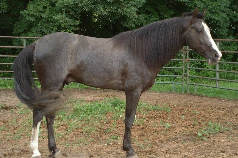 Gray Horse in Paddock — Calm, Afternoon
