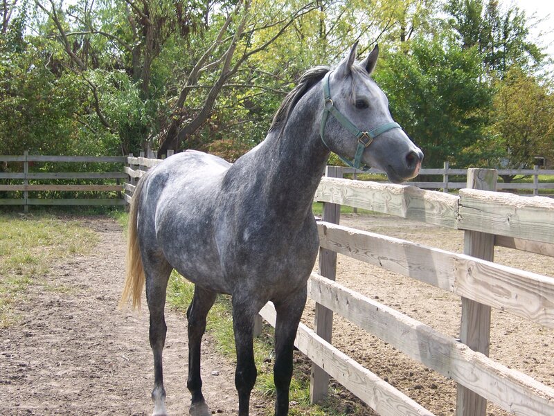 Gray Horse in Paddock — Calm