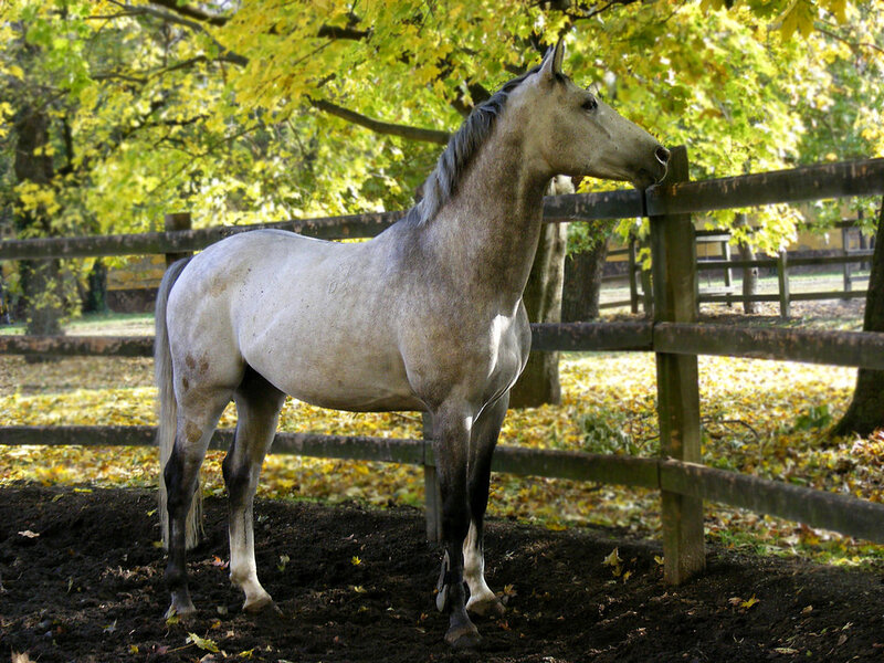 Gray Horse in Paddock