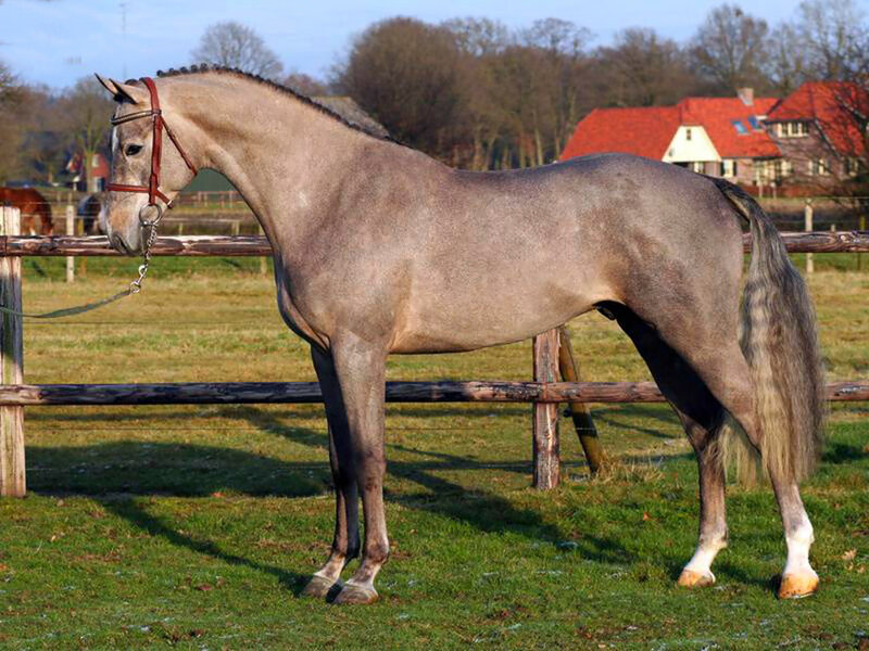 Gray Horse in Pasture — Calm