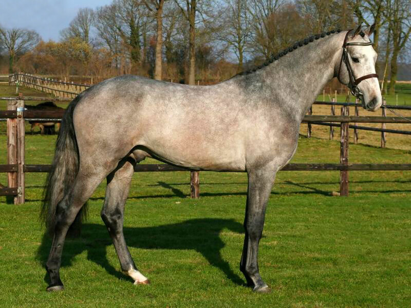 Gray Horse in Pasture — Green