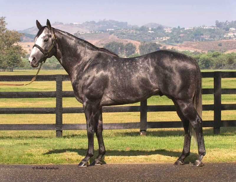 Gray Horse in Pasture