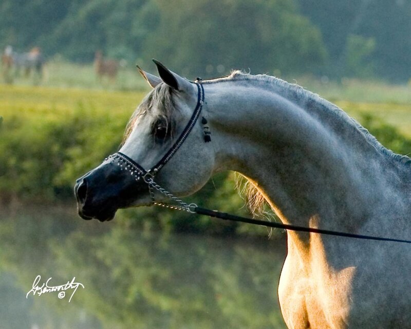 gray horse in profile