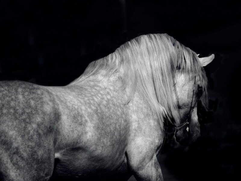 Gray Horse in Profile — Black