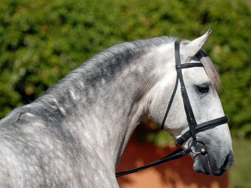 Gray Horse in Profile — Calm, Afternoon