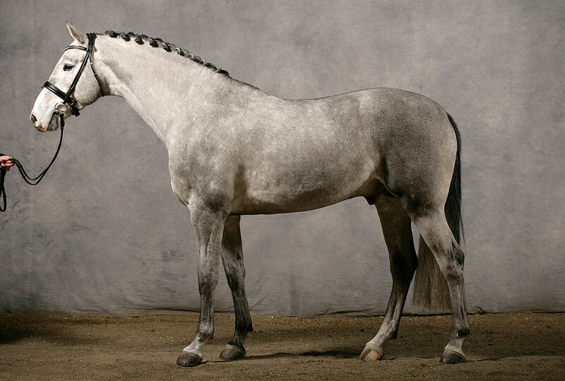 Gray Horse in Profile — Calm