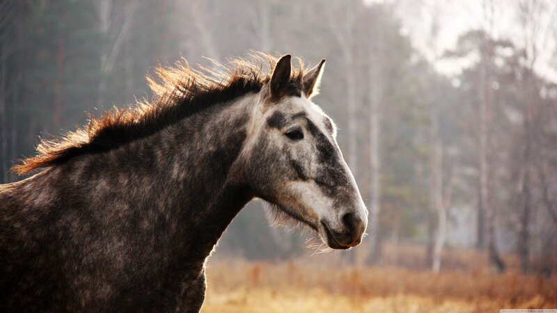 Gray Horse in Profile — Serene, Afternoon