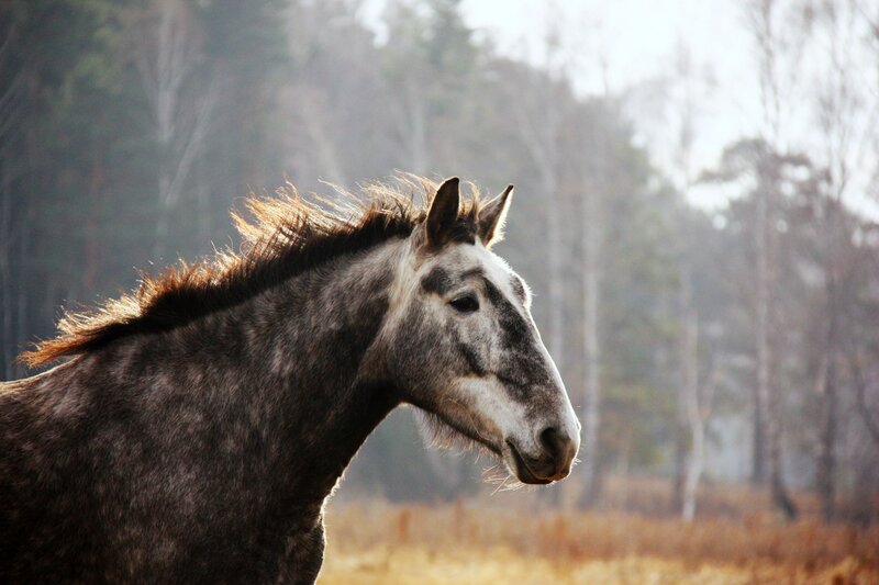 Gray Horse in Profile — Serene, Autumn