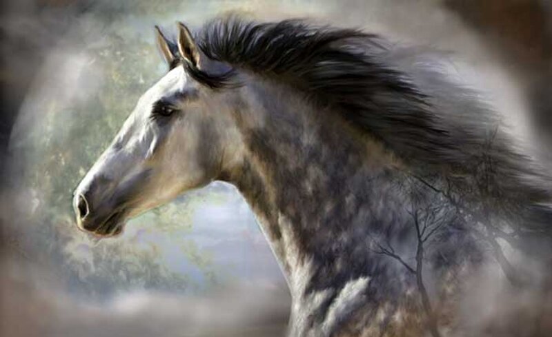 Gray Horse in Profile — Serene