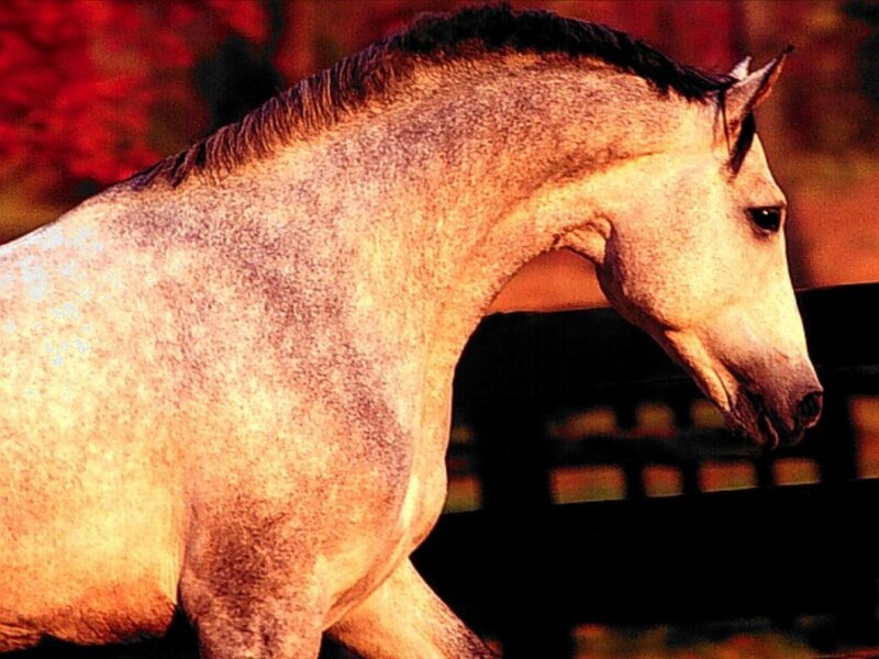 Gray Horse in Profile — White