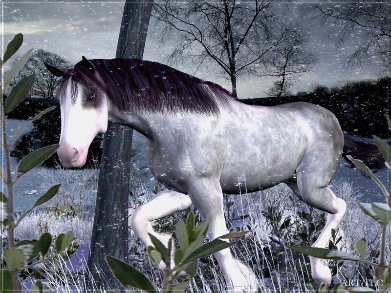 Gray Horse in Snow — Cold
