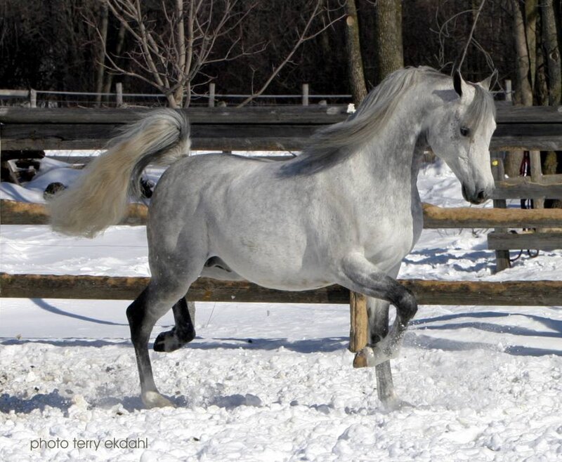 Gray Horse in Snow