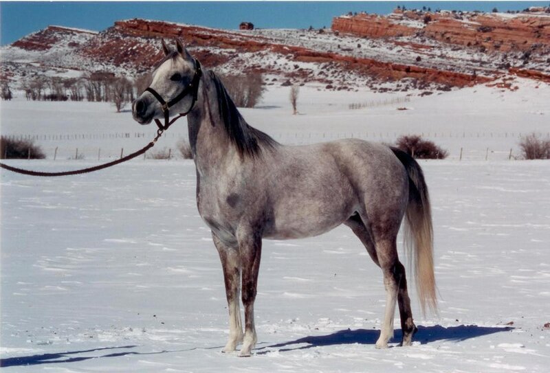gray horse in snowy landscape