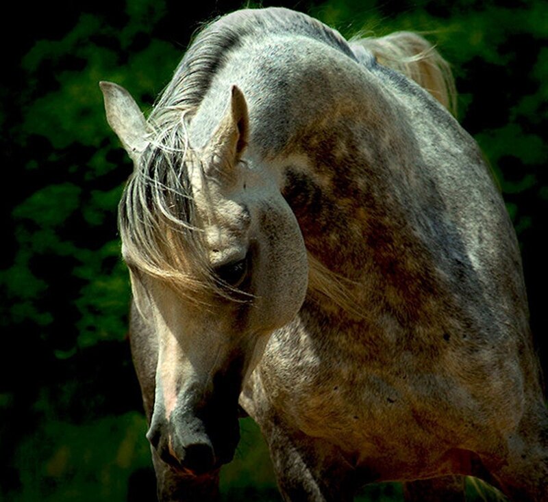 Gray Horse in Sunlight