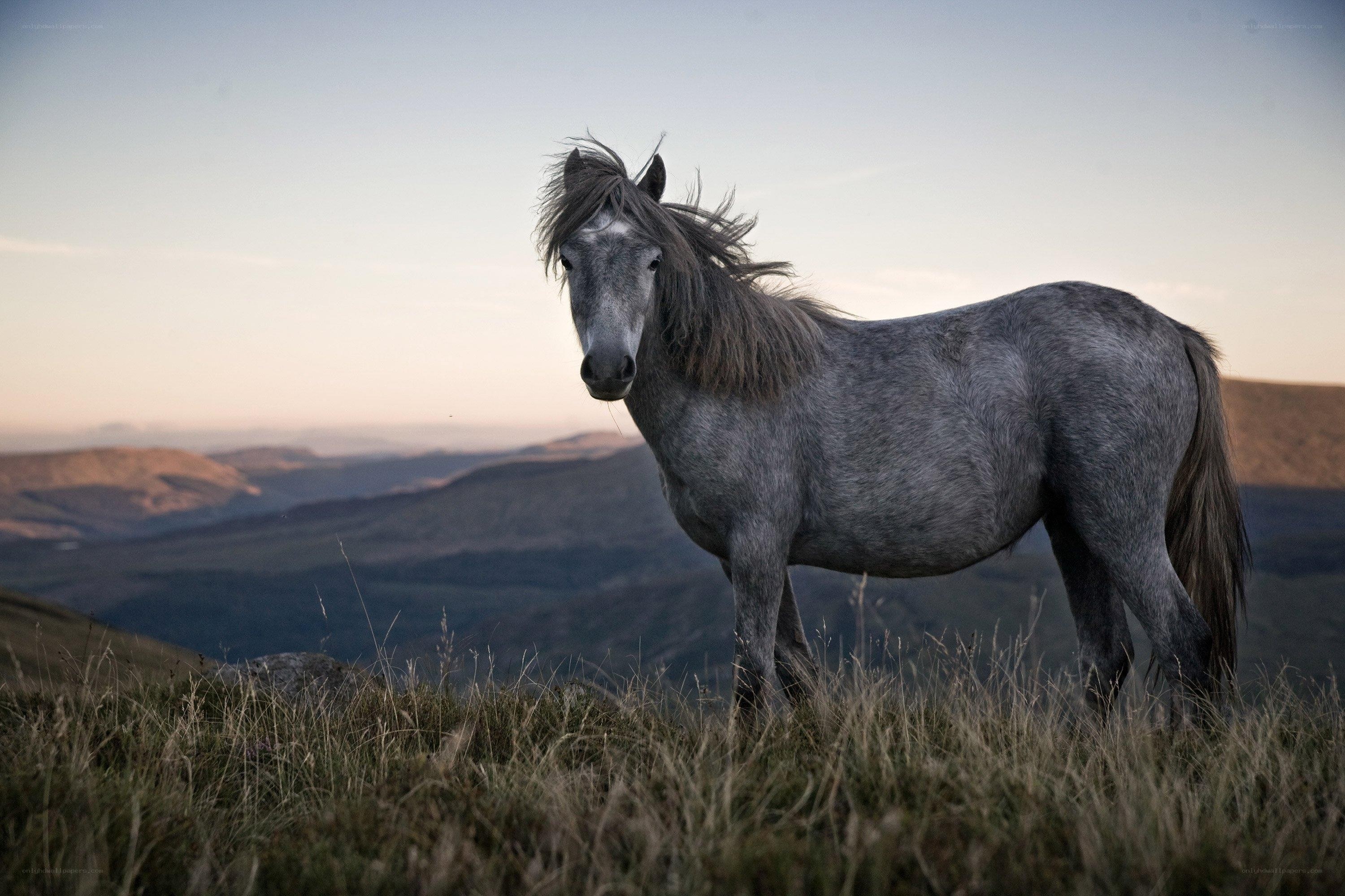 gray horse on a hillside