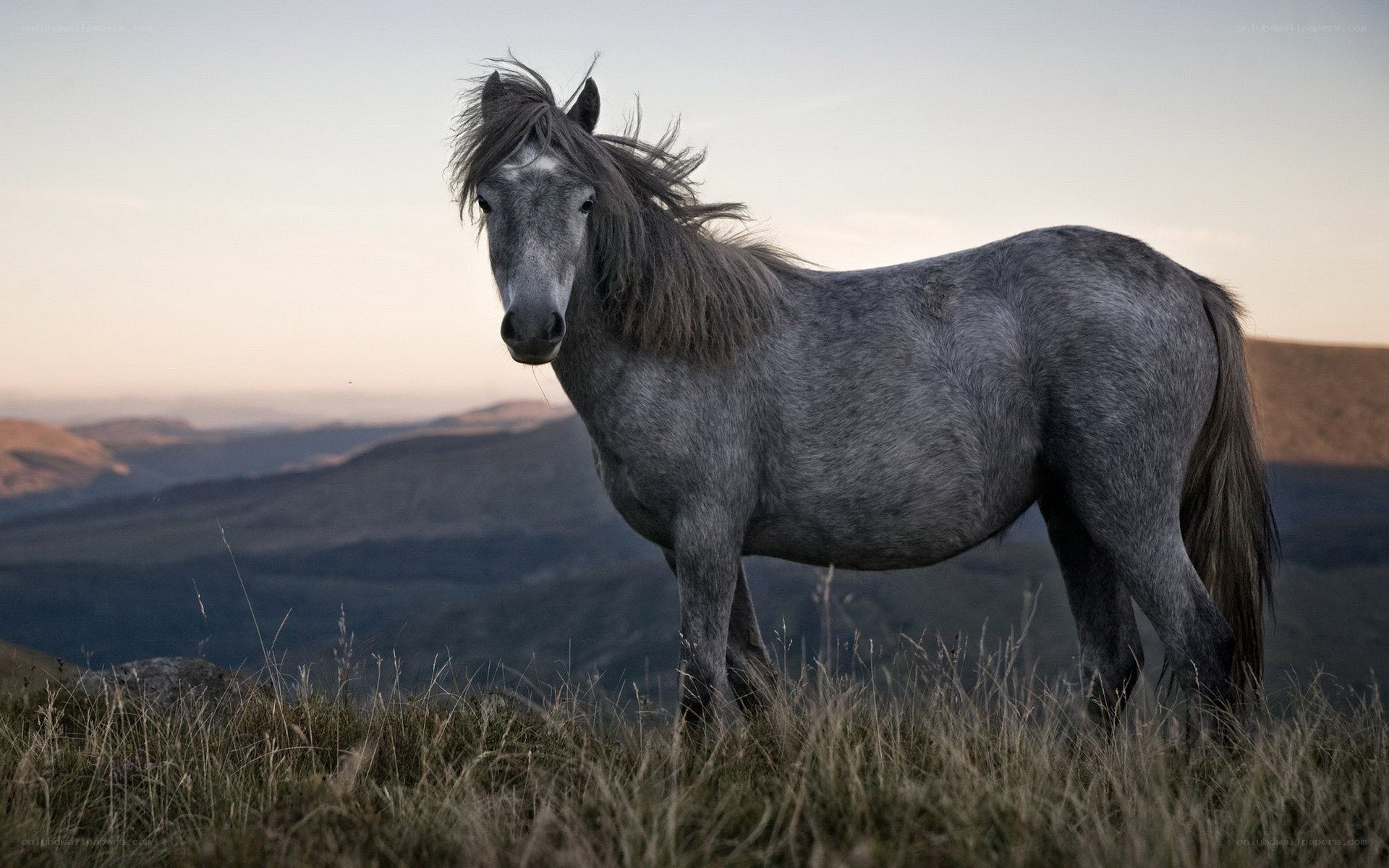 gray horse on a hillside