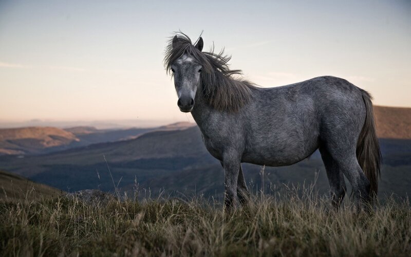 gray horse on a hillside