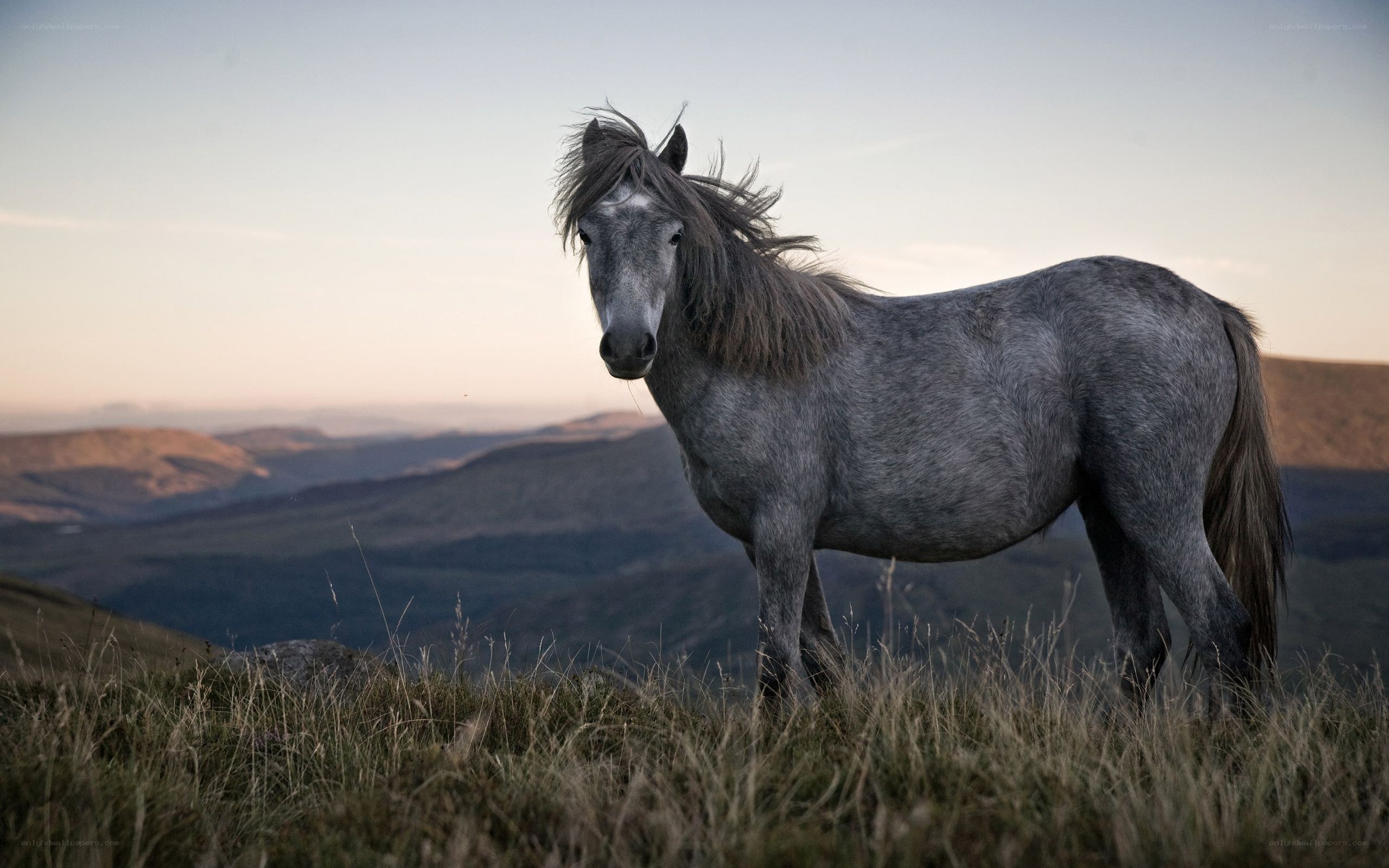 gray horse on a hillside