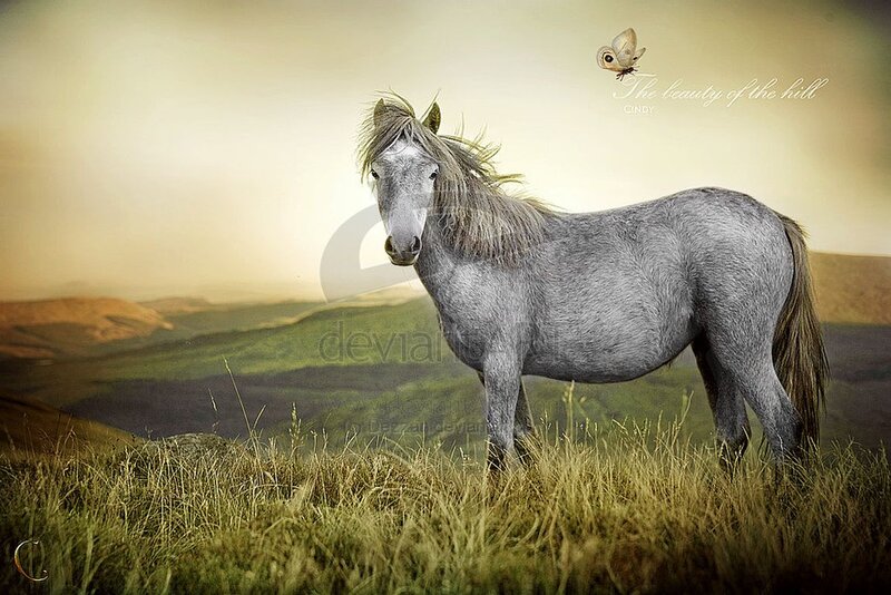 Gray Horse on Hill