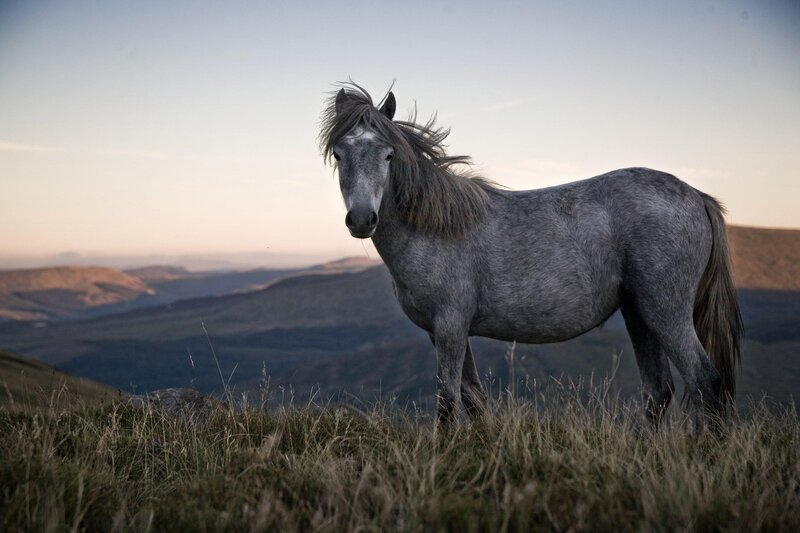Gray Horse on Hillside — Serene, Sunset, Photograph, Grass, Hills