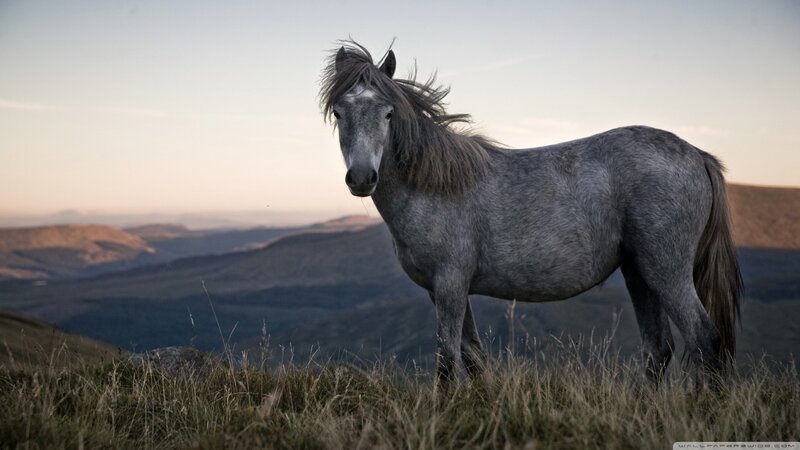Gray Horse on Hillside — Serene, Sunset, Photograph, Grass
