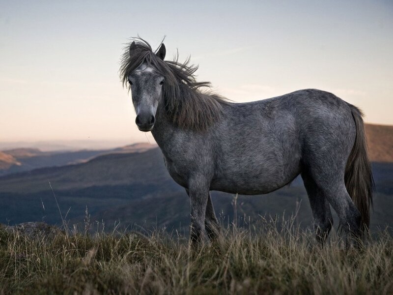 Gray Horse on Hillside — Serene, Sunset, Photograph