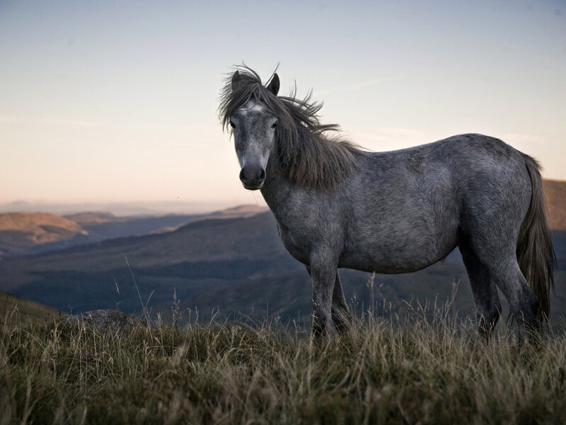 Gray Horse on Hillside — Serene, Sunset