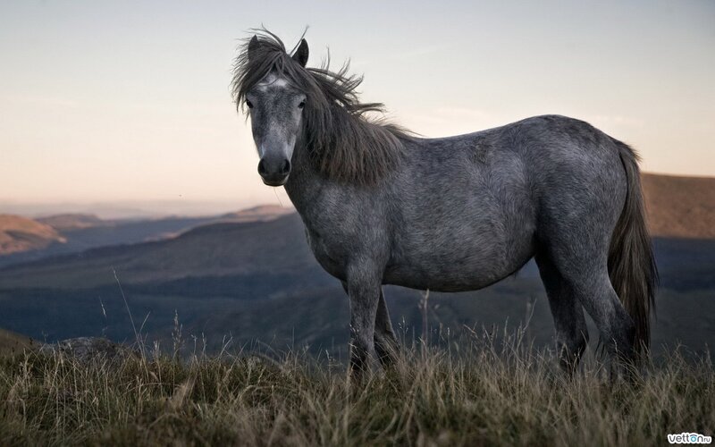 Gray Horse on Hillside — Serene