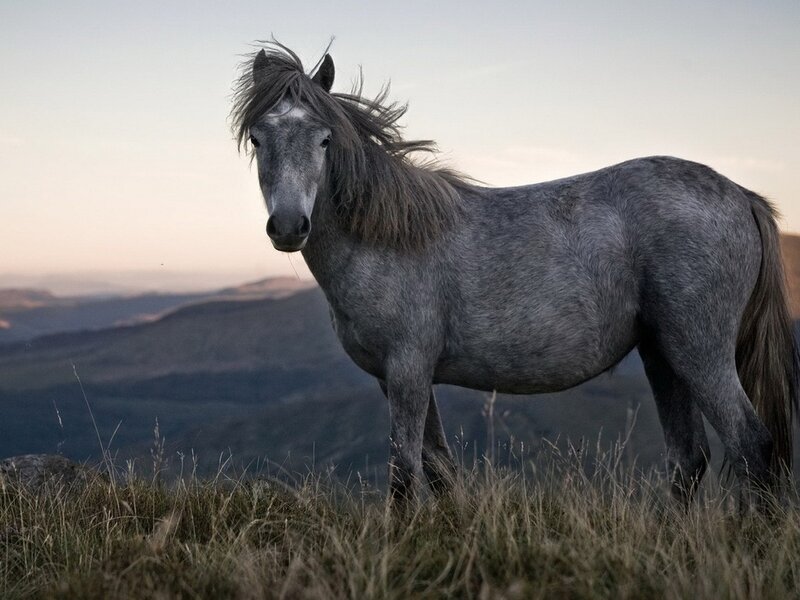 Gray Horse on Hillside