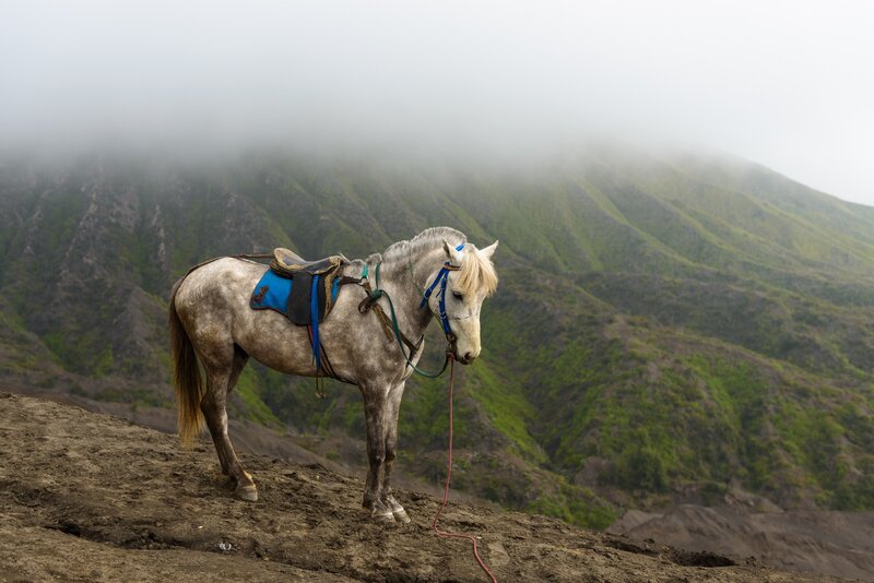 Gray Horse on Mountain