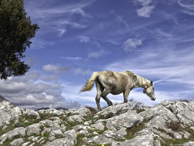 Gray Horse on Rocks
