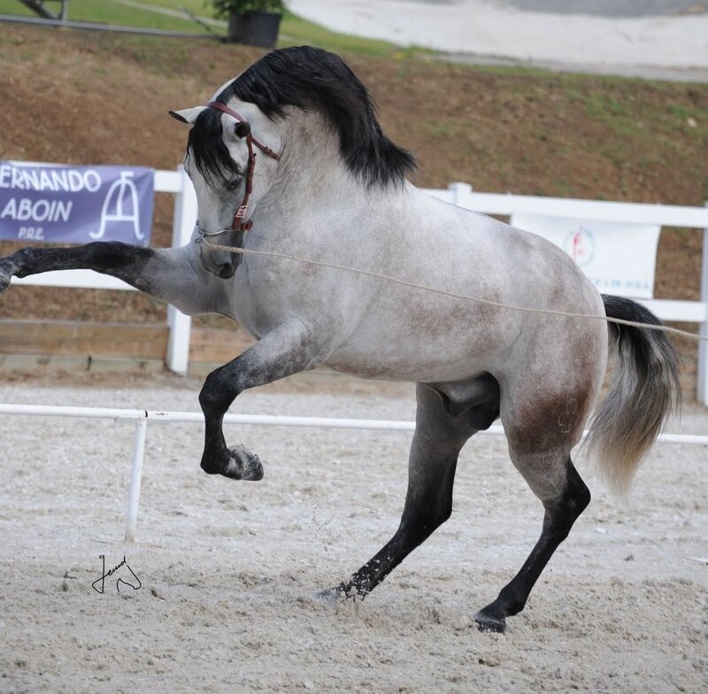 Gray Horse Performing