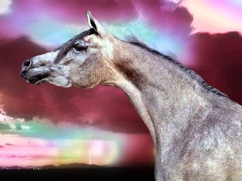 Gray Horse Profile