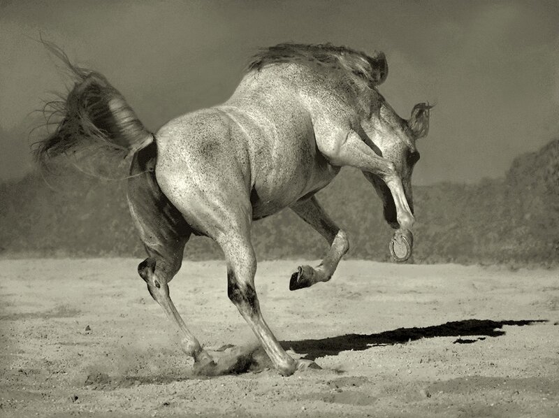 Gray Horse Rearing — Black