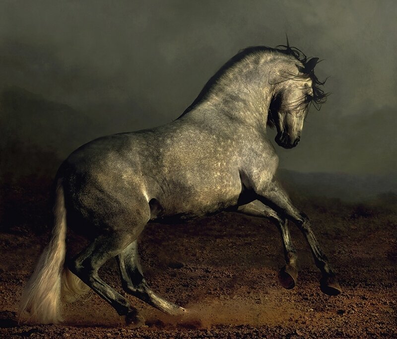 Gray Horse Rearing — Dramatic, Photograph