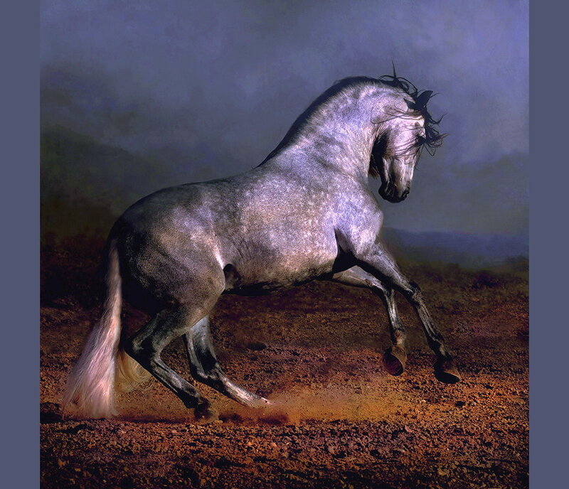 Gray Horse Rearing — Dramatic