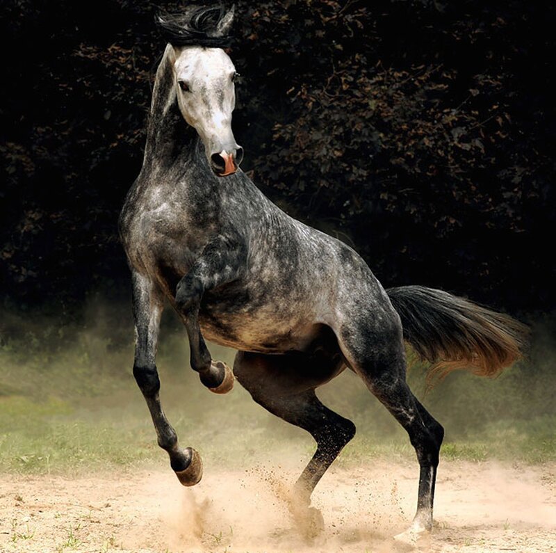 Gray Horse Rearing — Dynamic, Afternoon