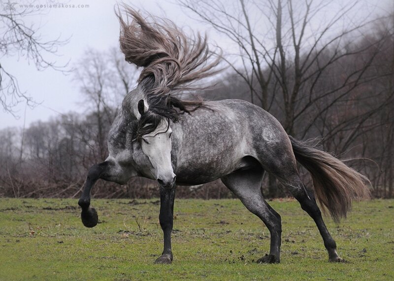 Gray Horse Rearing — Dynamic, Autumn