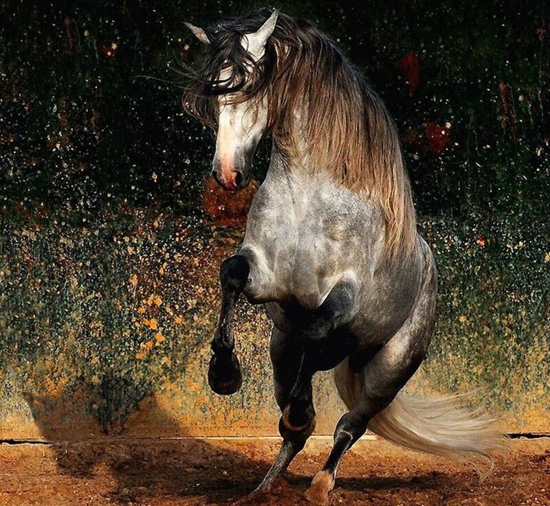 Gray Horse Rearing — Dynamic